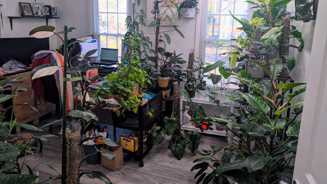 Balancing a Full-Time Desk Job with the Joy (and Challenge) of Caring for 200+ Houseplants