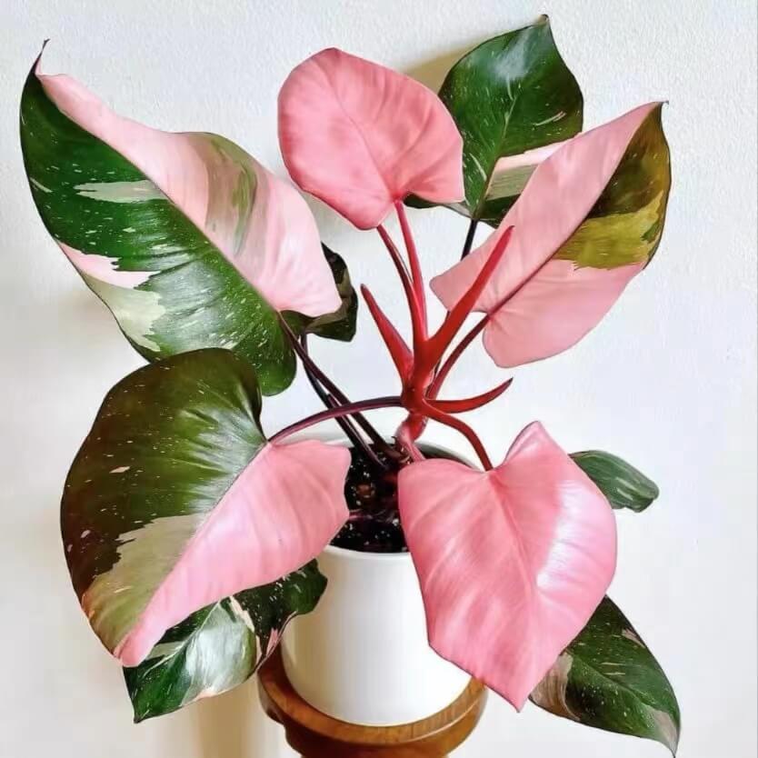 Top 6 Most Sought-After Houseplants in America (With Care Tips)
