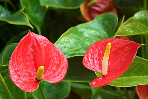 How to Care for Anthurium Plants: A Complete Guide