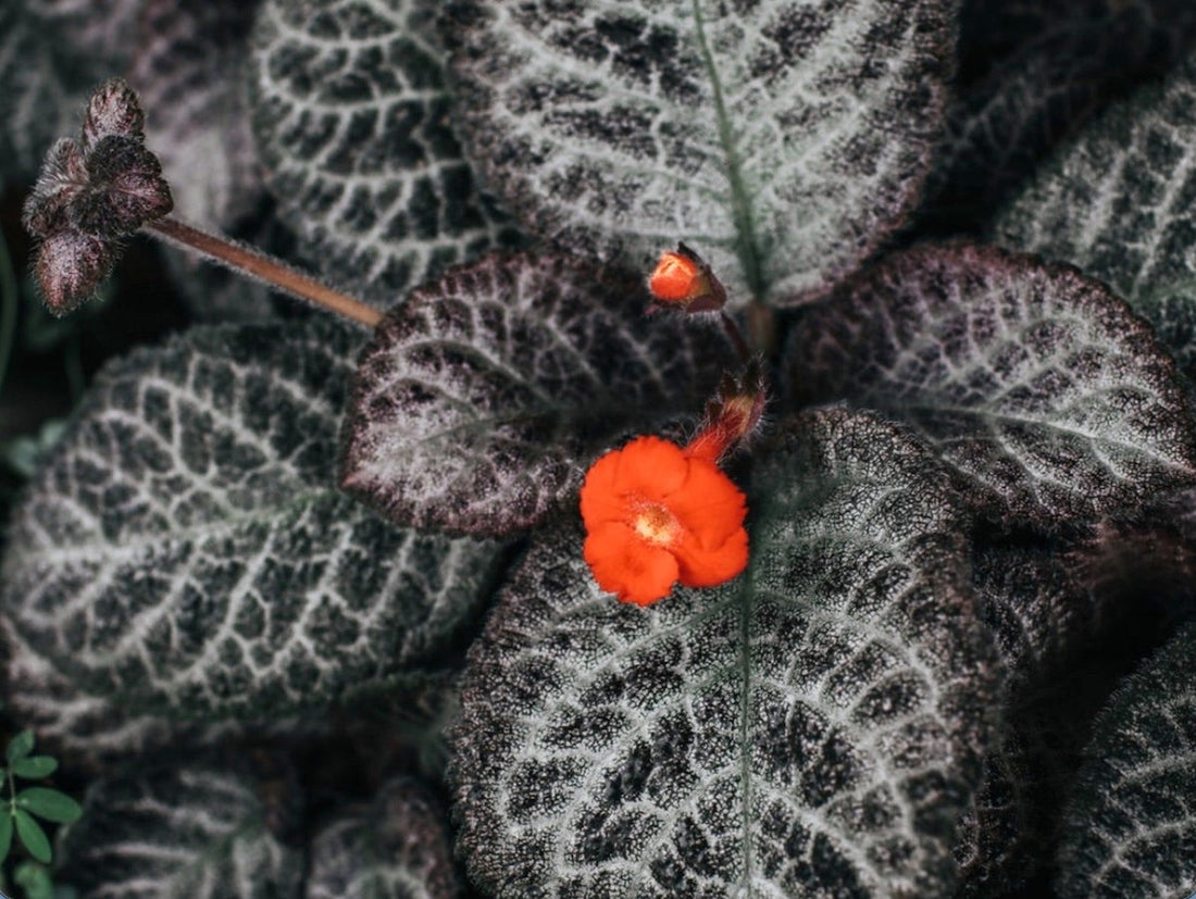 The Episcia Plant: A Velvet Gem for Your Plant Room